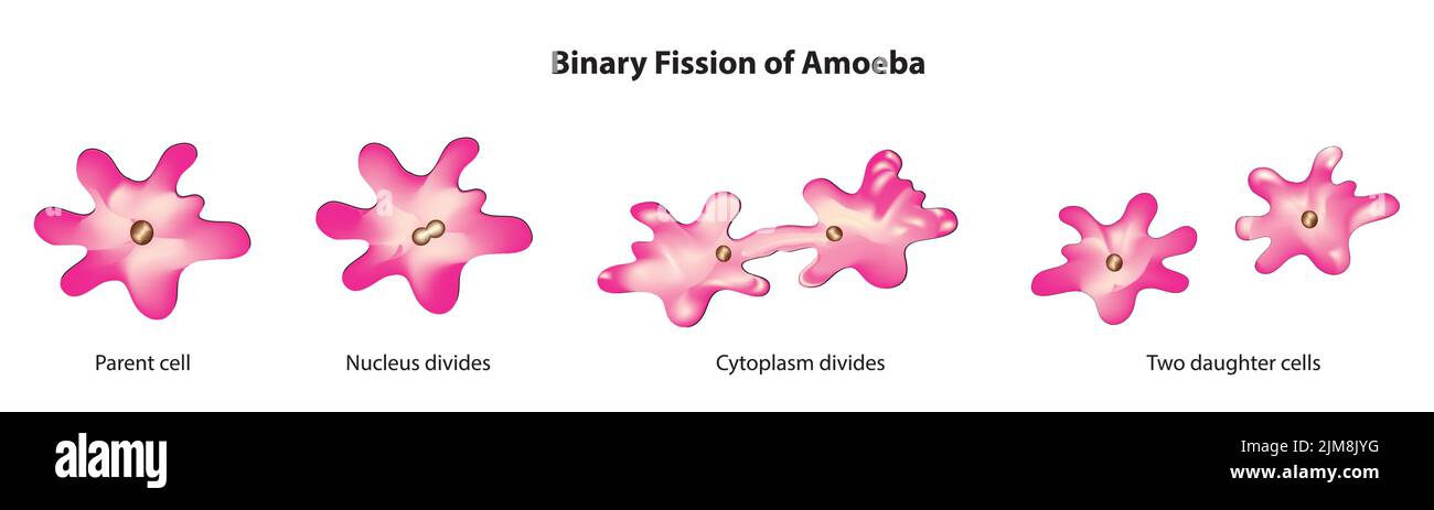 binary fission of amoeba Stock Vector