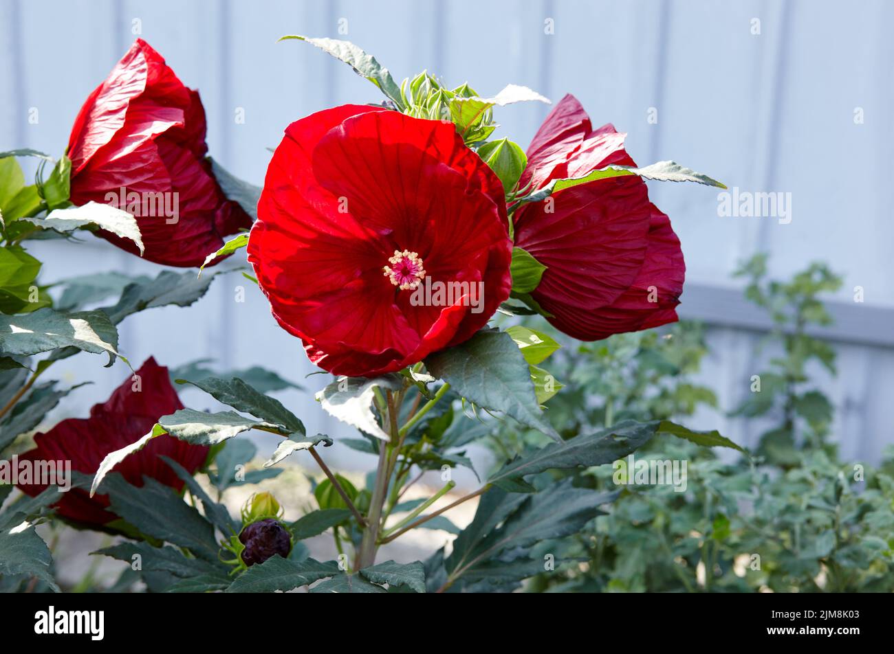 Red hibiscus flower on a green background. A plant of the Malvov family, a species of the genus Hibiscus. Floral background and natural pattern with h Stock Photo