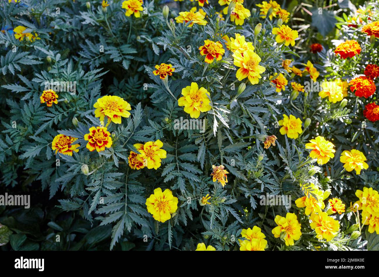 Tagetes patula french marigold yellow orange flower. Close up beautiful Marigold flower and leaf (Tagetes erecta, Mexican, Aztec or French marigold) i Stock Photo