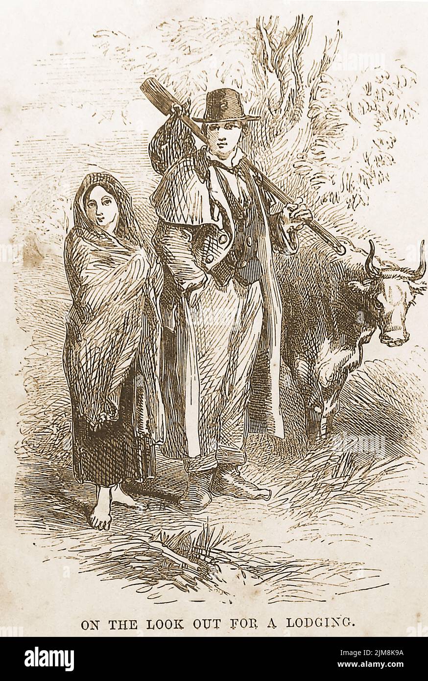 A Victorian illustration of a young displaced homeless couple looking for work and lodgings  during the  land clearances that took place  in the Scottish Highlands and Islands, between 1750 to 1860. It is unclear if the cow belonged to their former home. Stock Photo