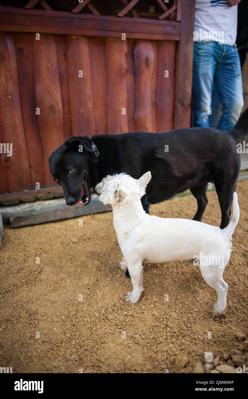 Small dog with big dog hires stock photography and images Alamy