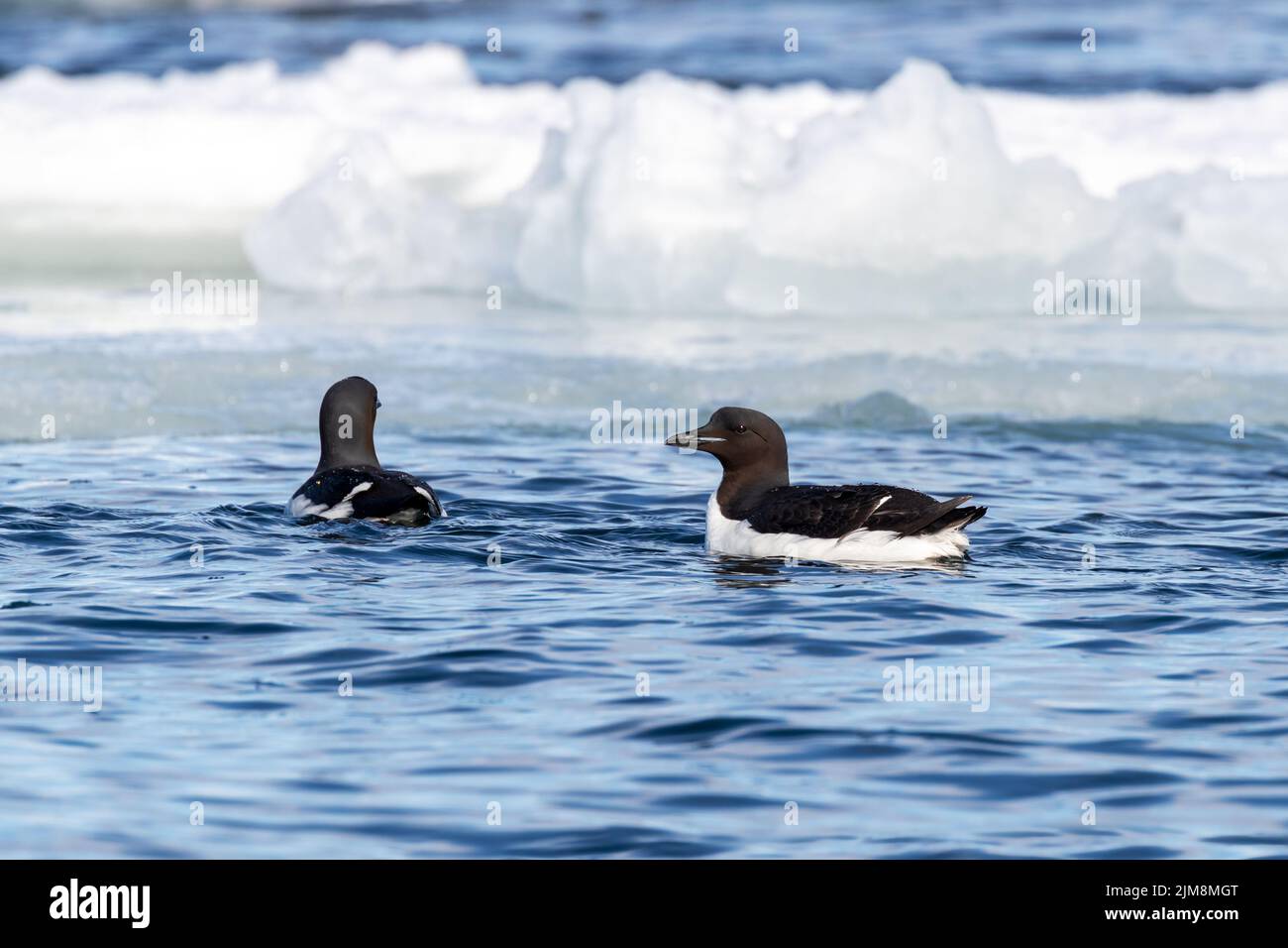 A pair of little auks, alle alle, swimming in the Arctic sea in Svalbard, a Norwegian archipelago between mainland Norway and the North Pole Stock Photo