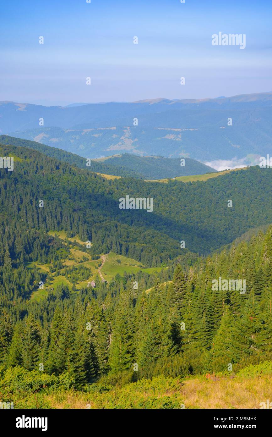 ukrainian carpathian mountains in summer. coniferous forest on the hillside. svydovets ridge in the distance. warm sunny weather Stock Photo