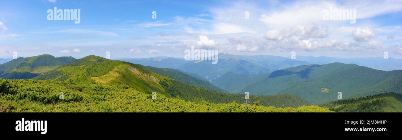 panoramic view in to the chornohora ridge valley. stunning landscape of carpathian mountains on a bright forenoon in summer. forested hills and grassy Stock Photo