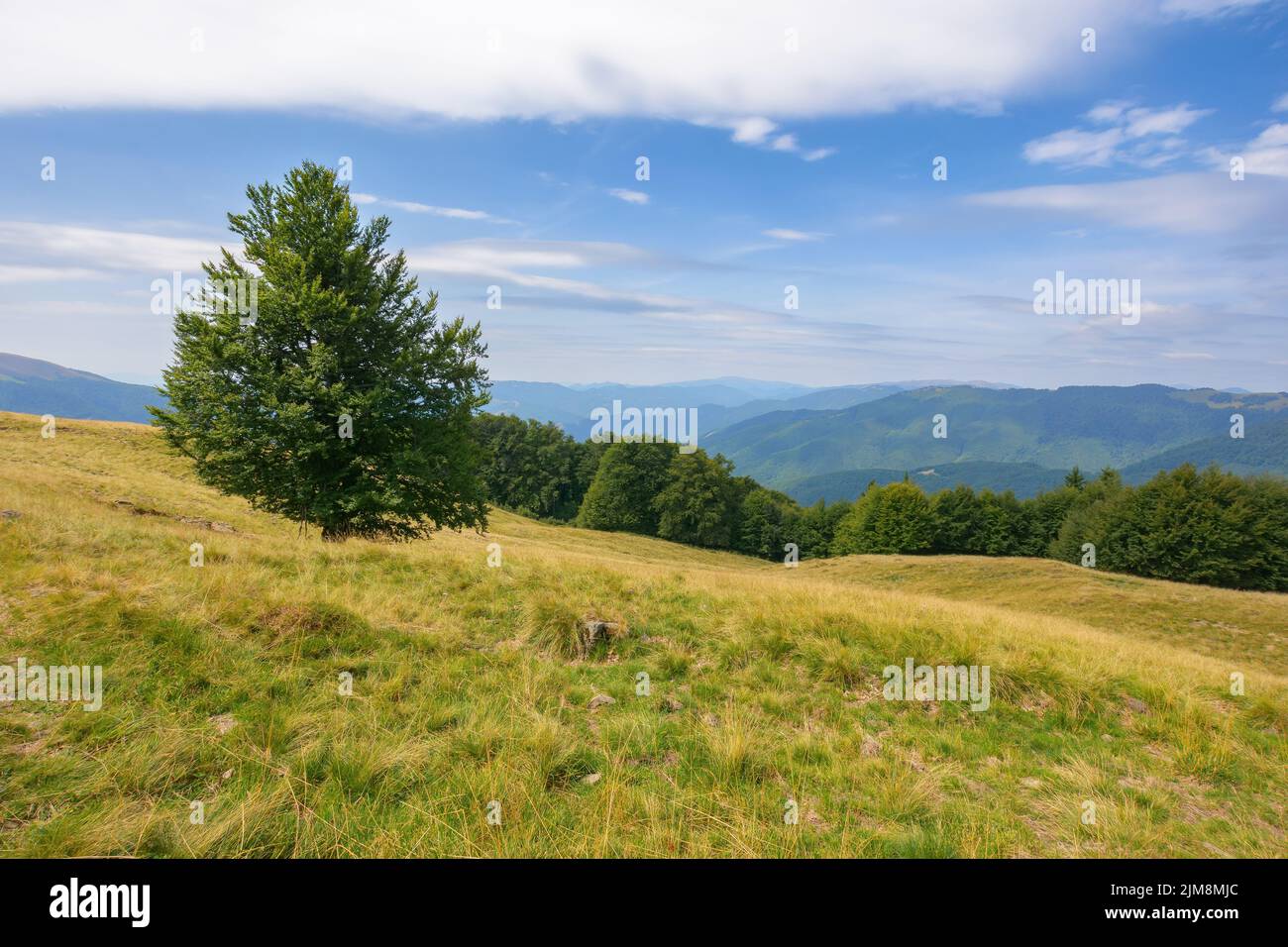 beech trees on the grassy hill. mountain landscape in late summer. carpathian countryside scenery with meadows on a bright sunny day Stock Photo