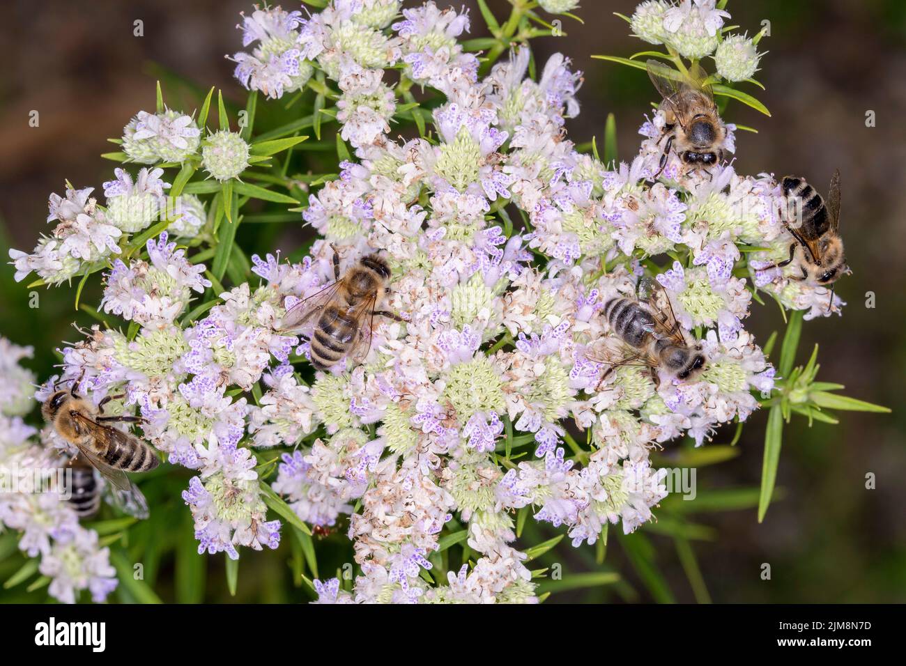 Western honey bee - Apis mellifera - pollinates narrowleaf mountainmint - Pycnanthemum tenuifolium Stock Photo