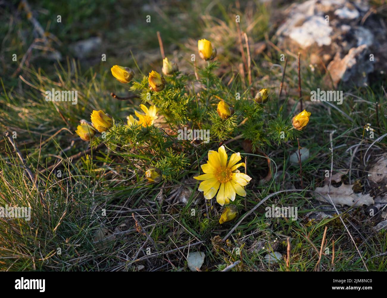 Adonis vernalis, pheasant's eye, spring pheasant's eye, yellow pheasant's eye and false hellebore,flowering plant, Burgos, spain. Stock Photo