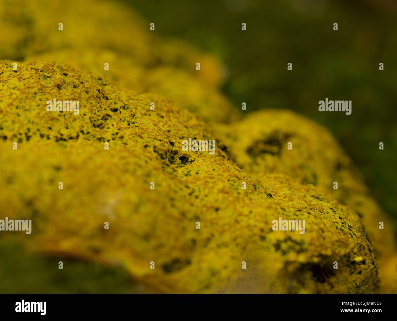 Yellow slime mould in a forest in England Stock Photo