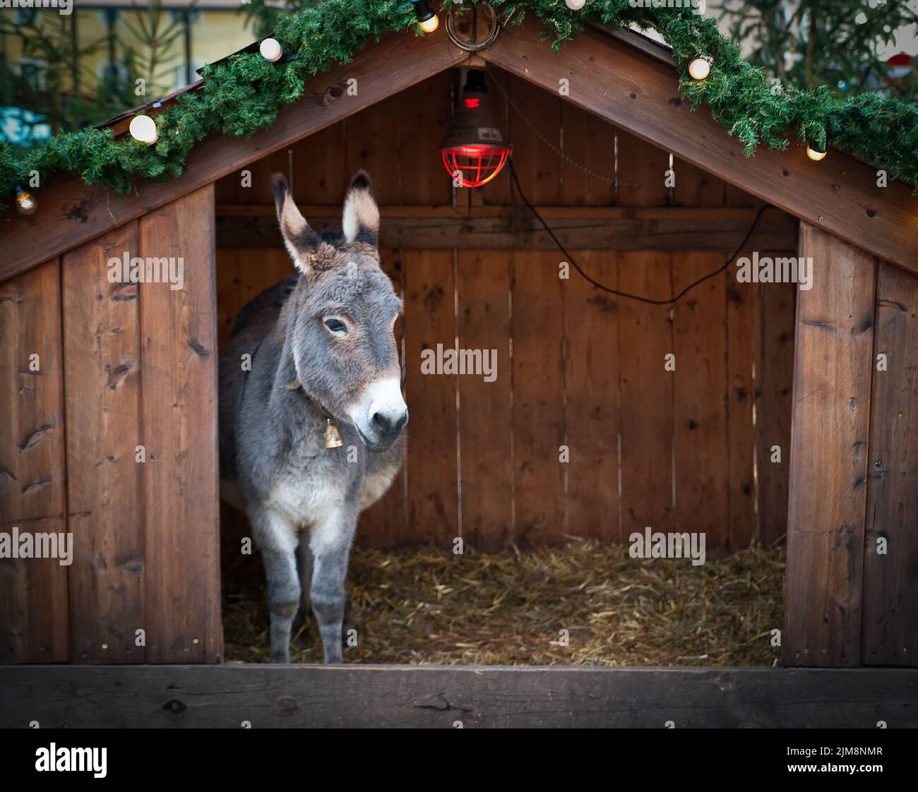 Donkey in a wooden Christmas Stable Stock Photo
