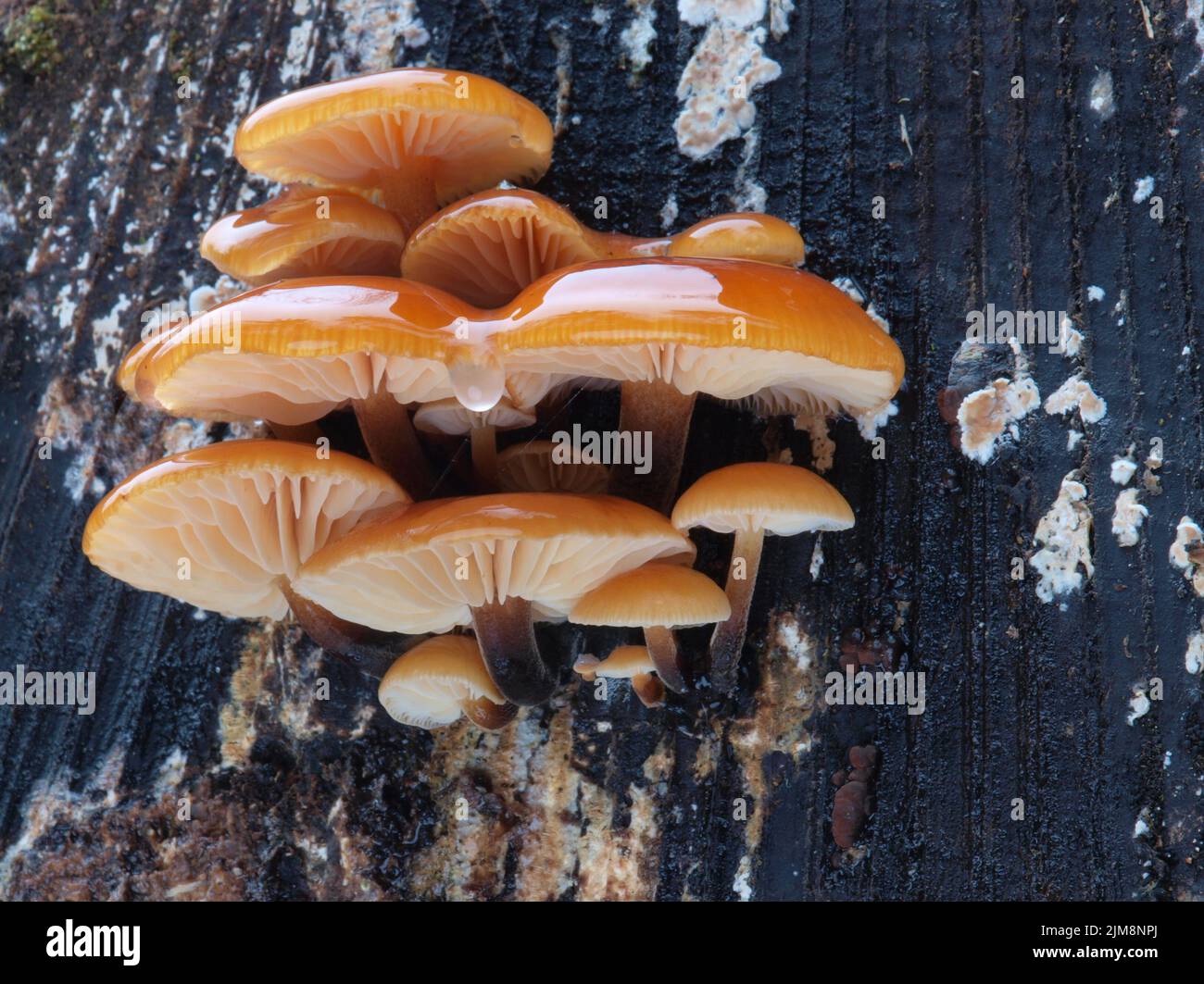 Velvet foot, winter mushroom, flammulina velutipes Stock Photo
