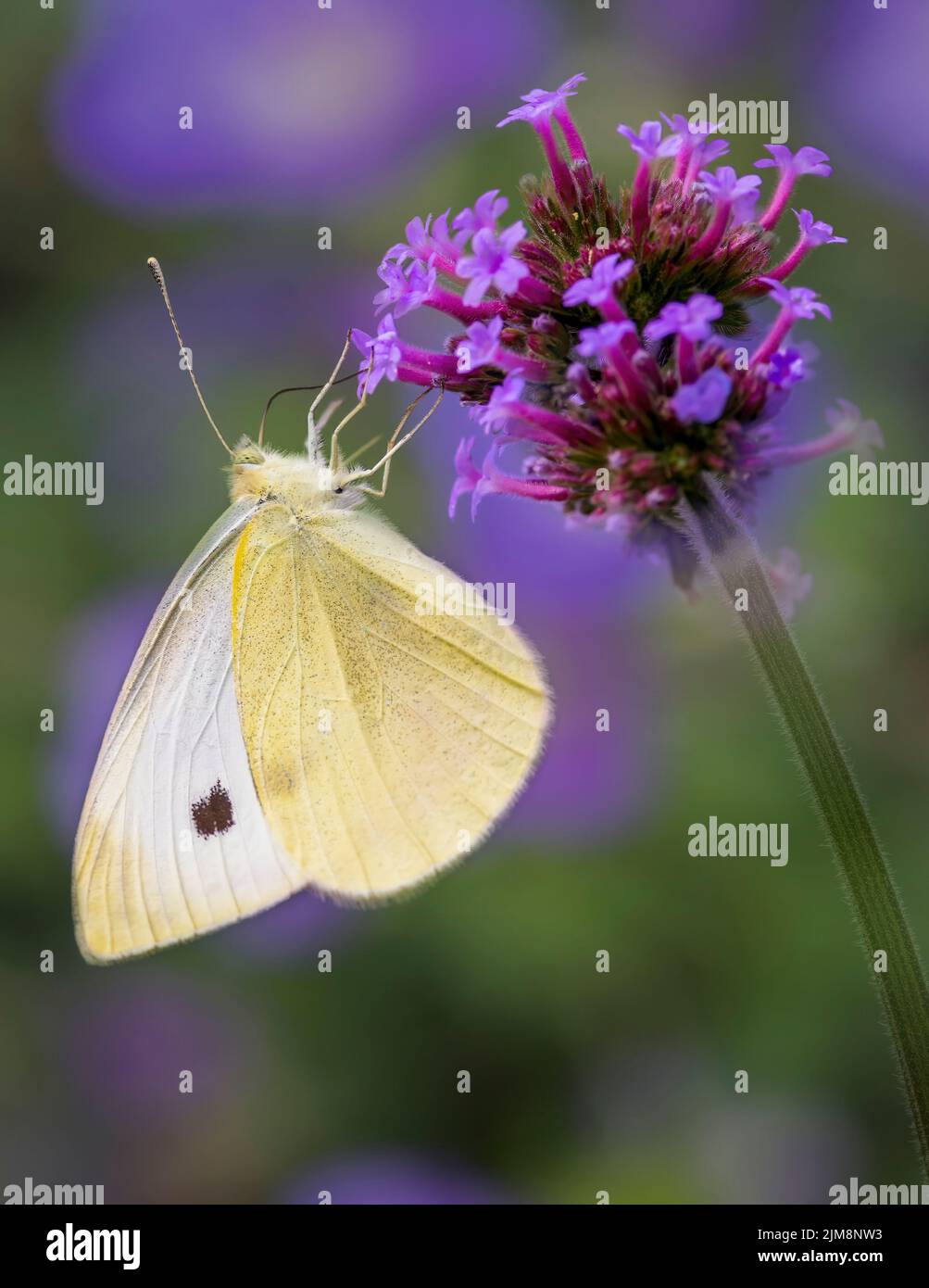 A beautiful Small White butterfly, (Pieris rapae), feeding from a Verbena flower, with out of focus purple flowers in the background Stock Photo