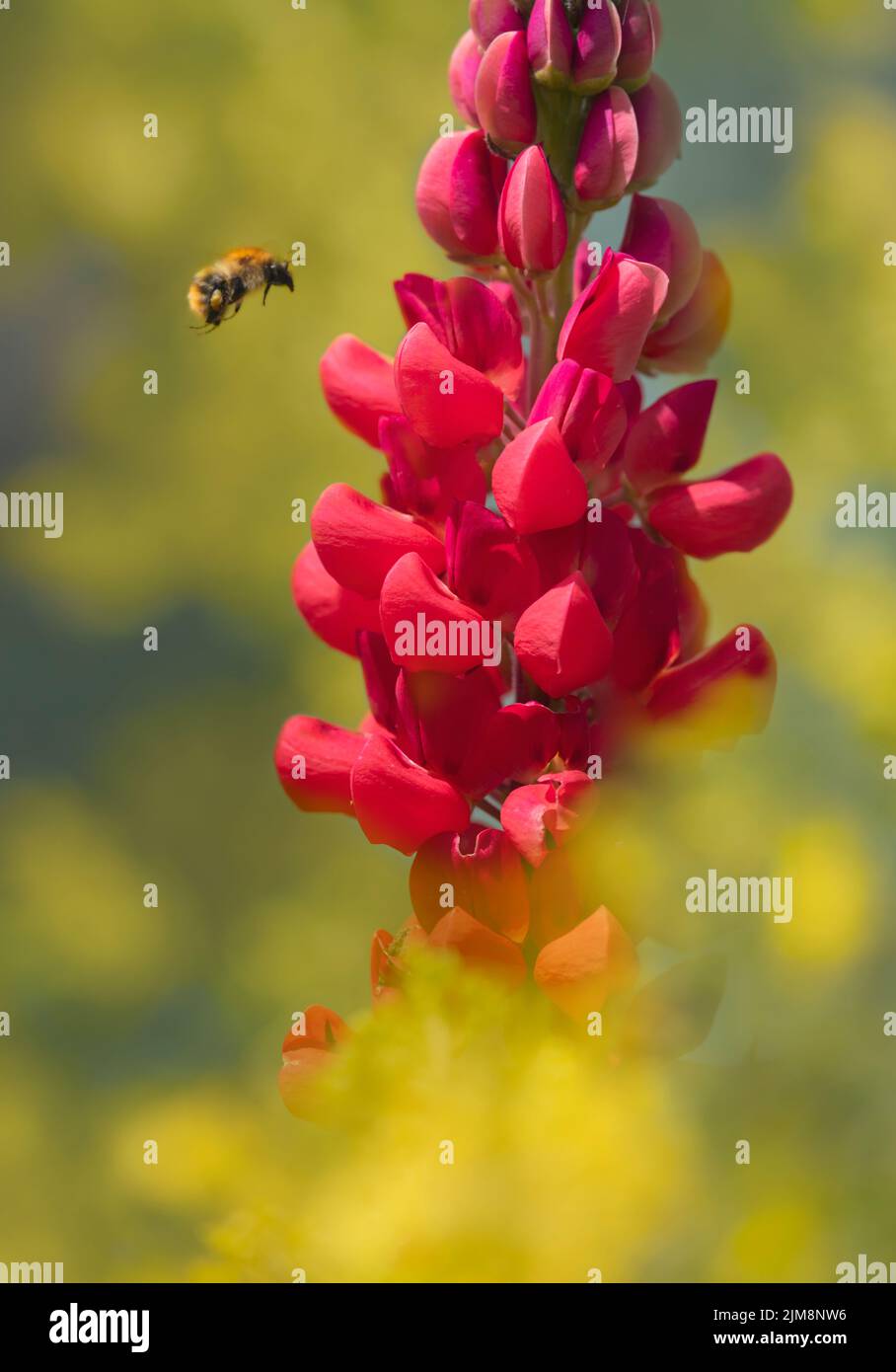 A Honeybee in flight as it approaches a bright red Lupin flower which is surrounded by out of focus yellow flowers Stock Photo