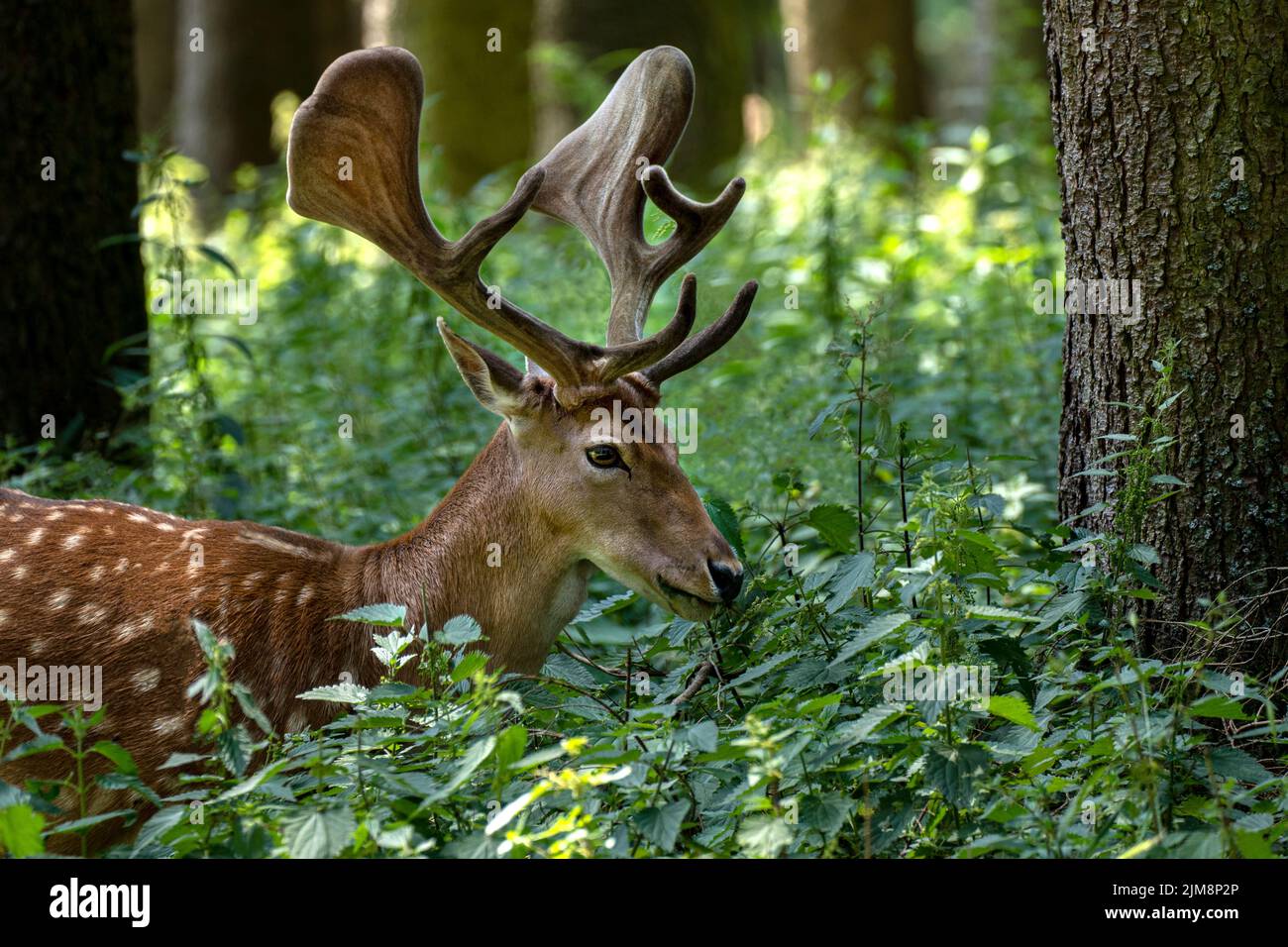 Fallow deer with antlers amidst plants in the forest Stock Photo