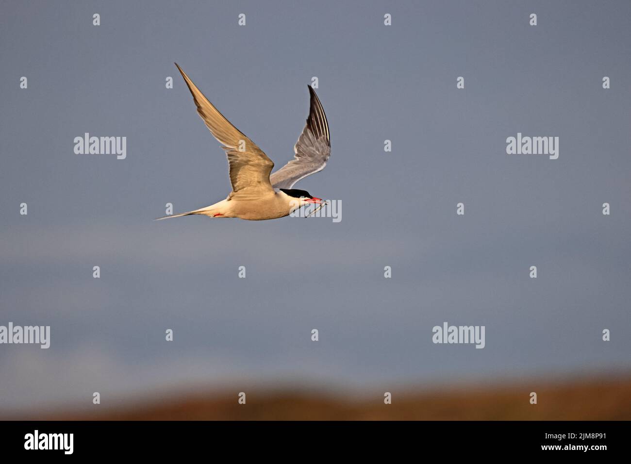 Common Tern in flight with sandeel at Cemyln Lagoon Wales UK Stock Photo