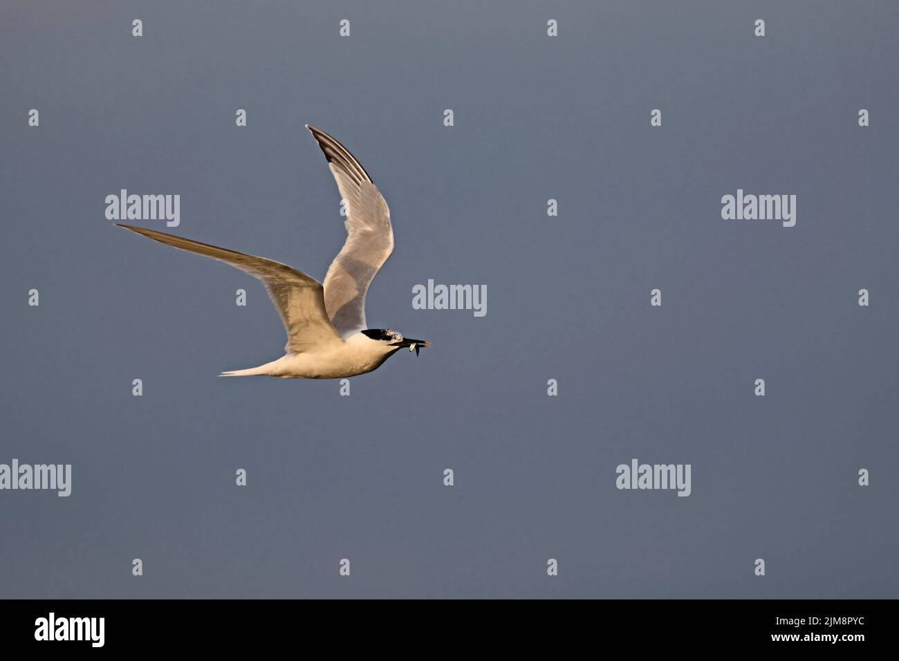 Sandwich Tern in flight with sandeel at Cemyln Lagoon Wales UK Stock Photo
