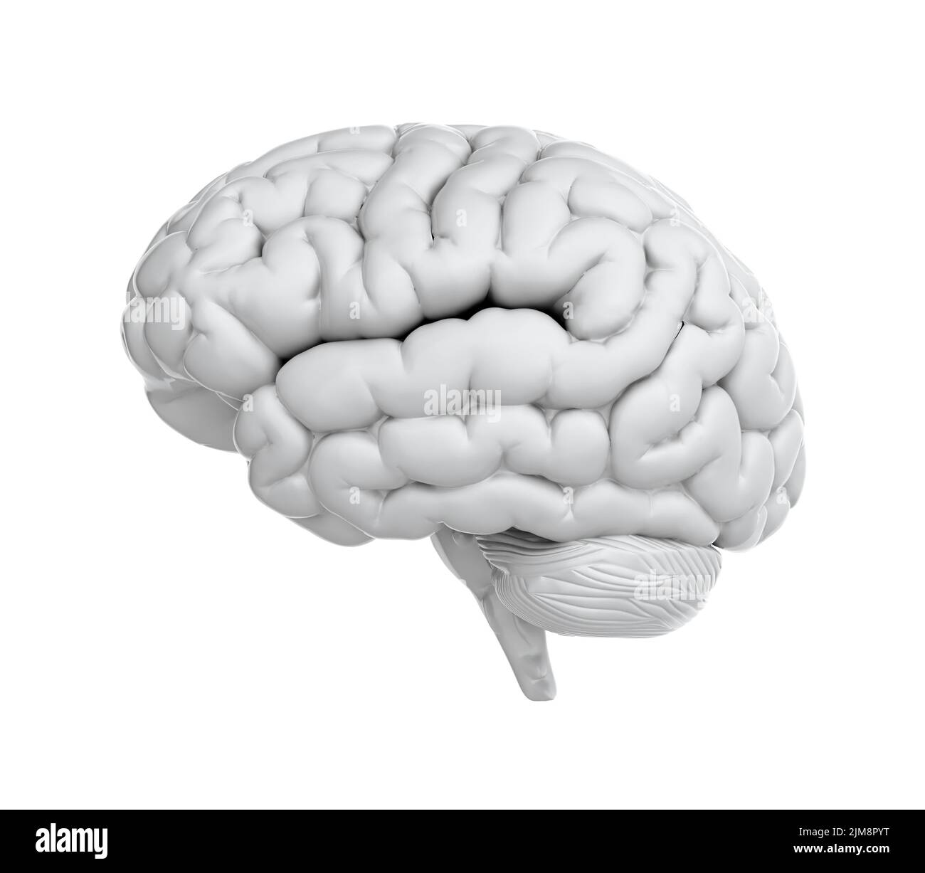 Plastic brain Cut Out Stock Images & Pictures - Alamy