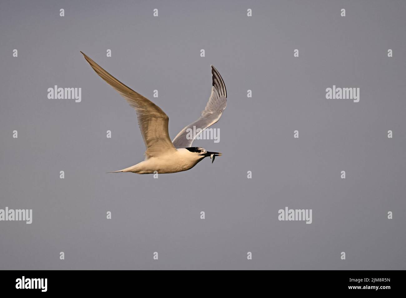 Sandwich Tern in flight with a sandeeel Cemyln Lagoon Anglesey Wales UK Stock Photo