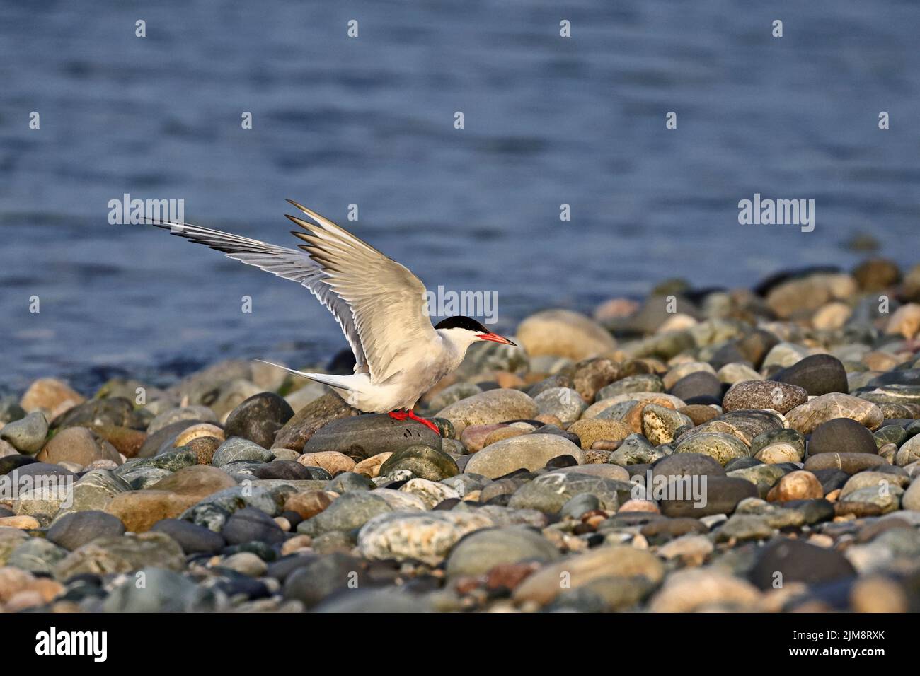 Common Tern on the shingle beach at Cemyln Lagoon Anglesey Wales UK Stock Photo