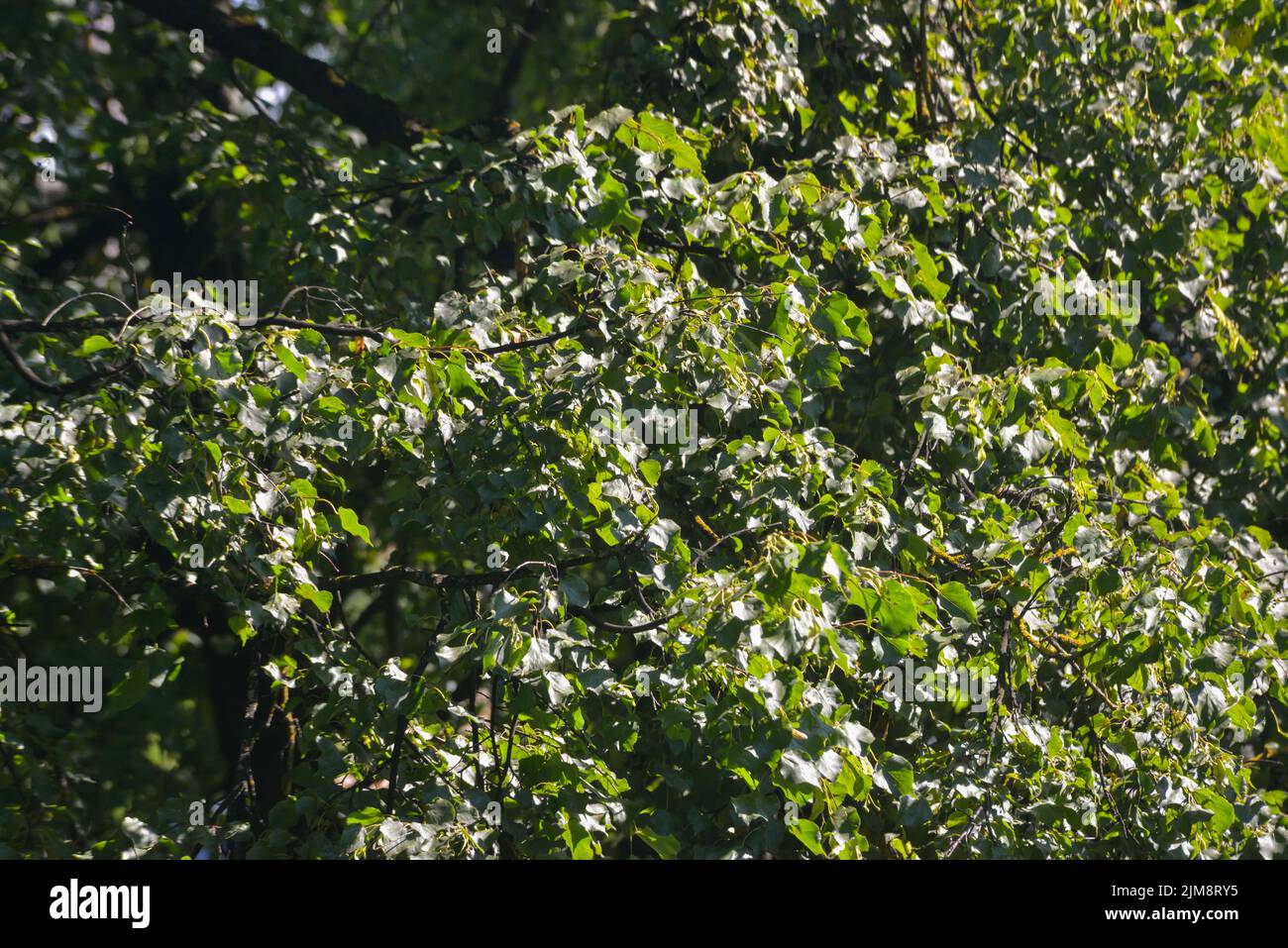 Close-up of green tree leaves. texture with green leaves of trees that are illuminated by the golden summer evening sun. Stock Photo