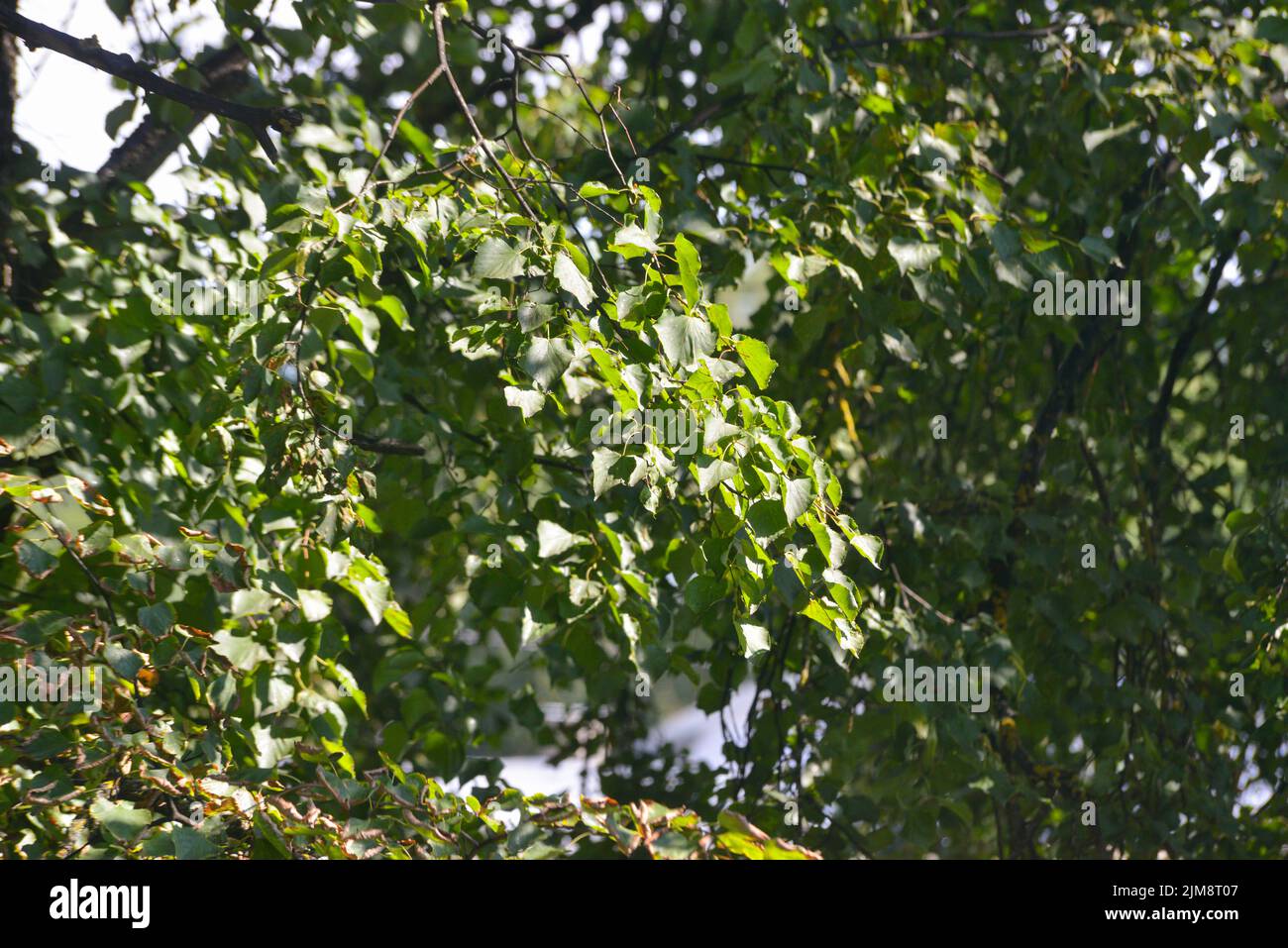 Close-up of green tree leaves. texture with green leaves of trees that are illuminated by the golden summer evening sun. Stock Photo