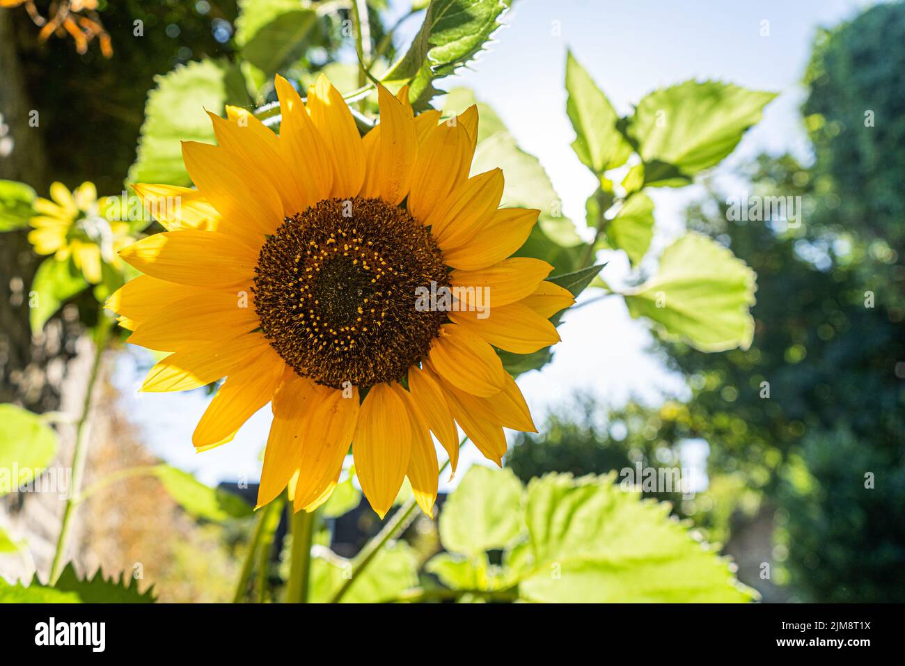 5 August 2022: Sunflower (Helianthus Annuus) Stock Photo