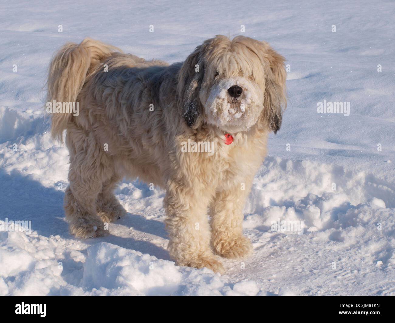 Tibetan Terrier - male dog Stock Photo