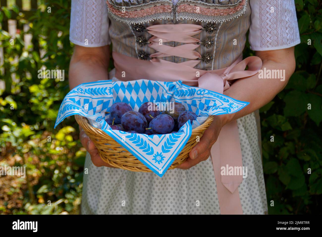a woman in a luxury traditional Bavarian or also Austrian dirndl dress holding a basket with gorgeous plums (Munich, Bavaria, Germany) Stock Photo