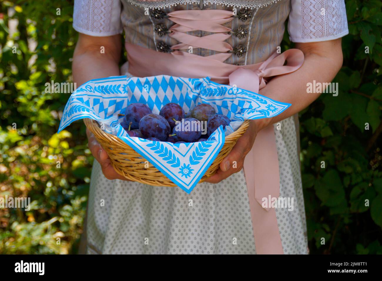 a woman in a luxury traditional Bavarian or also Austrian dirndl dress holding a basket with gorgeous plums (Munich, Bavaria, Germany) Stock Photo