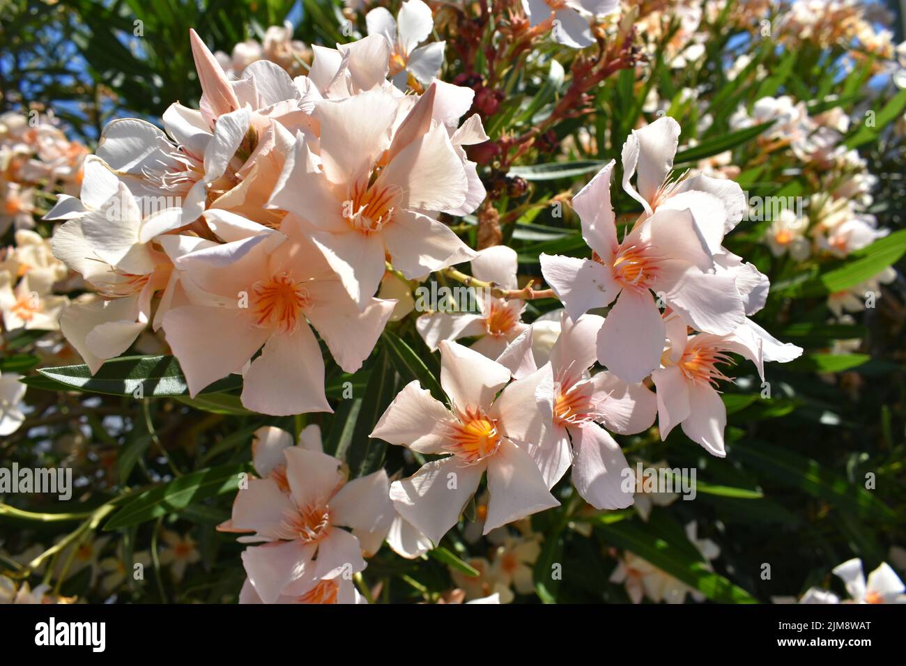 Light orange oleander flowers ( latin name  Nerium oleander) , most commonly known as oleander or nerium, is an ornamental shrub or  small tree Stock Photo