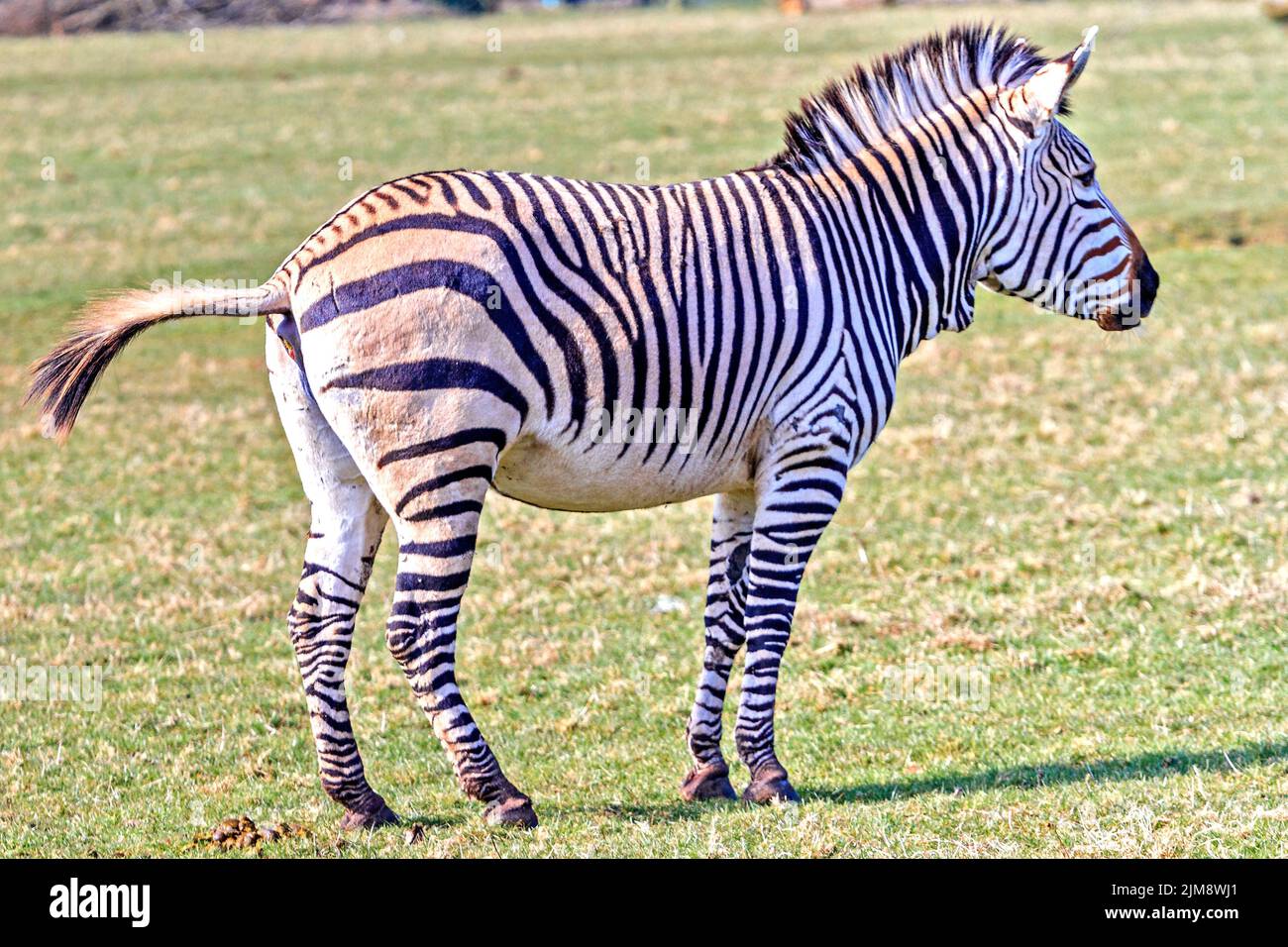 GrÃ©vy's zebra (Equus grevyi) With Tail Lifted Stock Photo