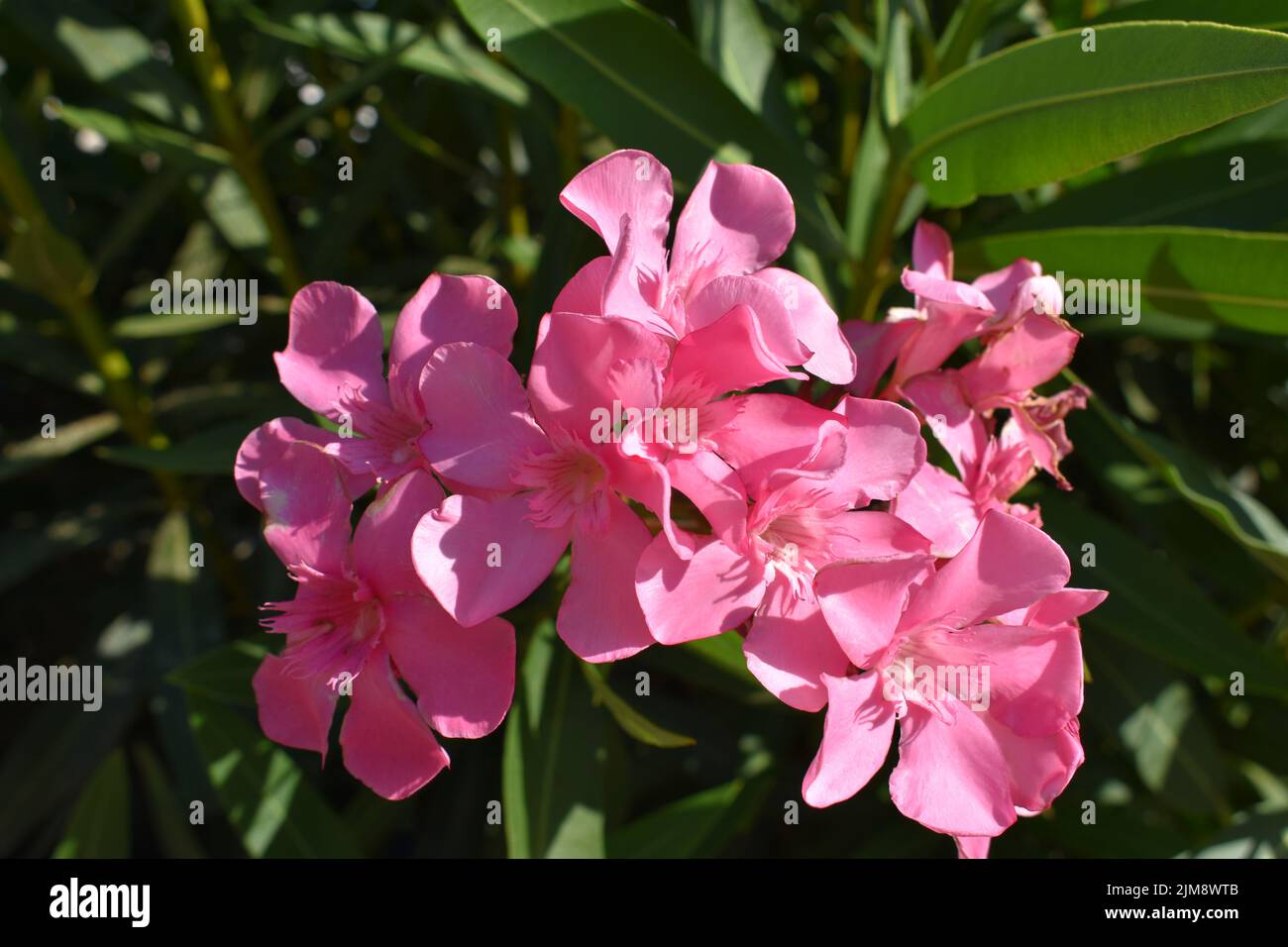 Pink oleander flowers ( latin name  Nerium oleander) , most commonly known as oleander or nerium, is an ornamental shrub or  cultivated small tree Stock Photo