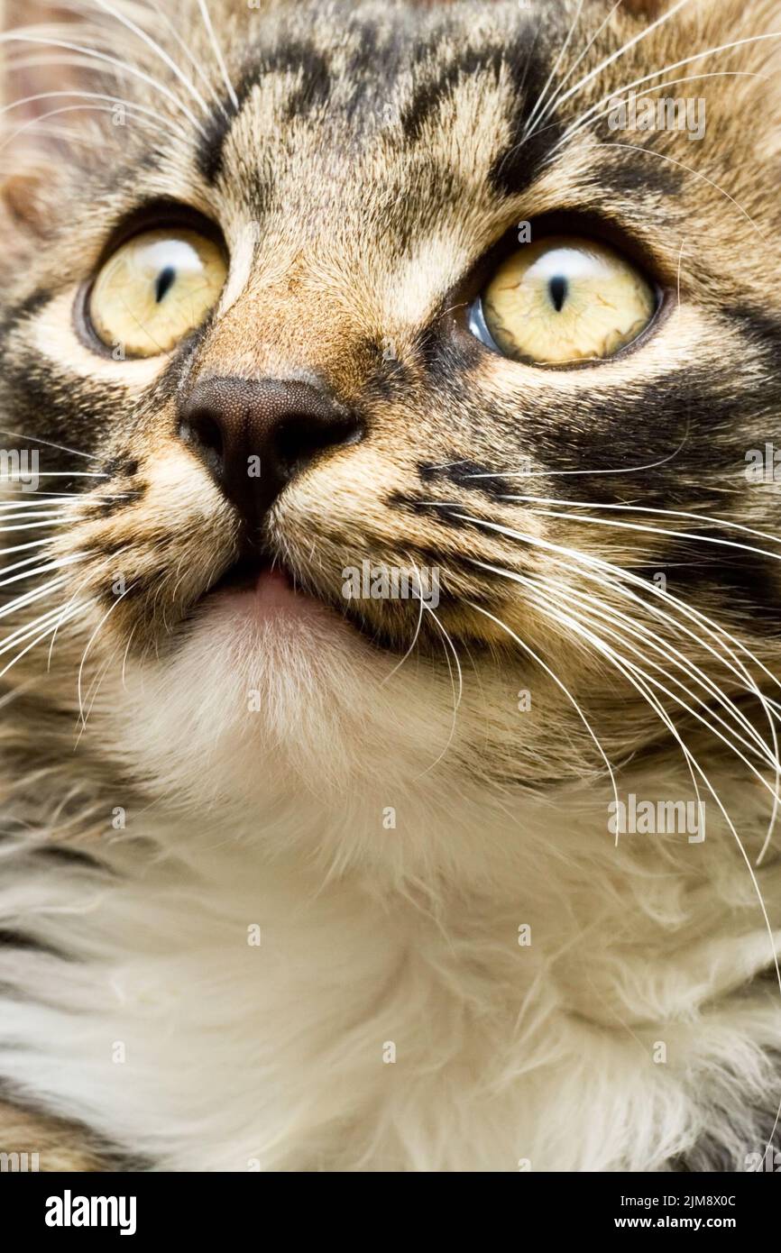 Open Cates Face of a domestic cat with widely open eyes Stock Photo - Alamy