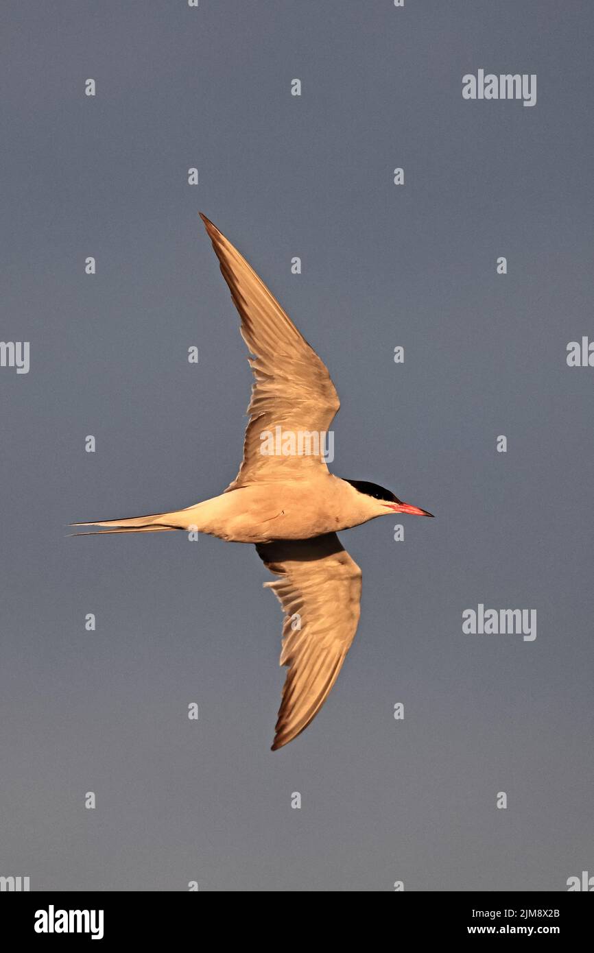 Common Tern in flight at Cemyln Lagoon Wales UK Stock Photo