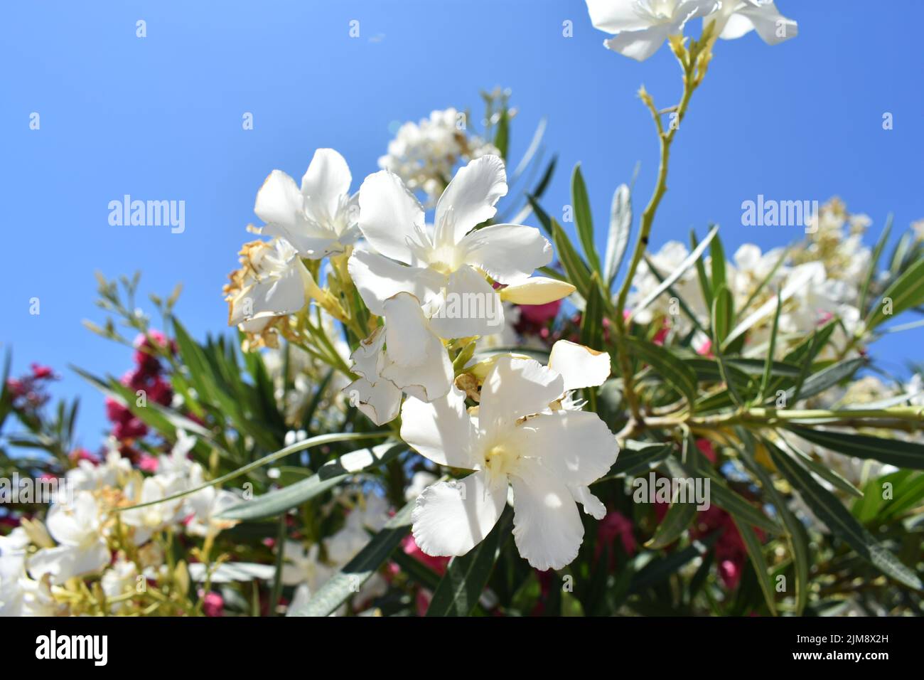 White oleander flowers ( latin name  Nerium oleander) , most commonly known as oleander or nerium, is an ornamental  cultivated shrub or small tree Stock Photo