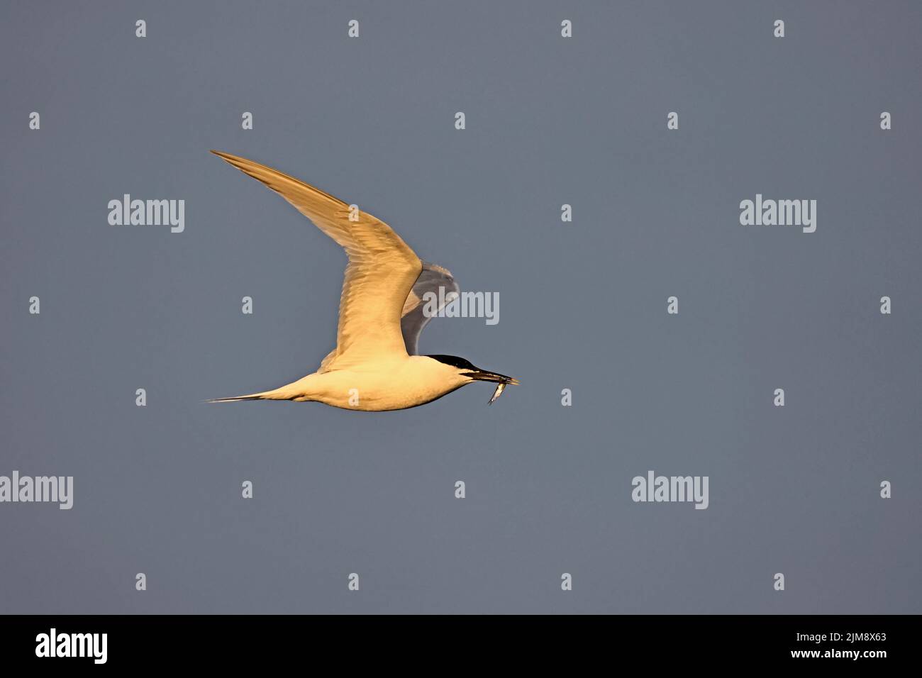 Sandwich Tern in flight with sandeel at Cemyln Lagoon Wales UK Stock Photo