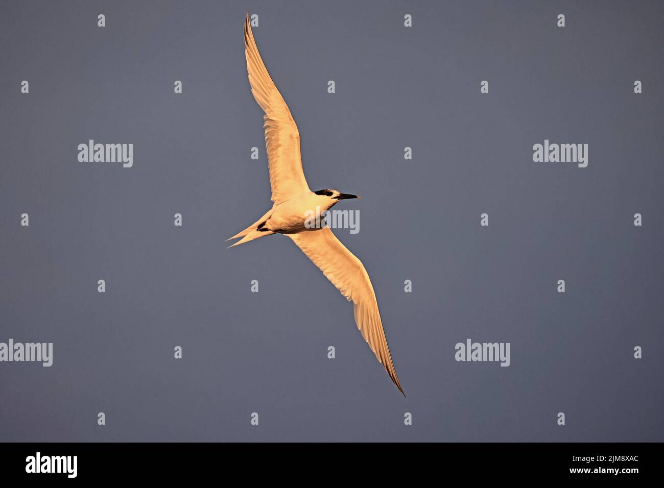 Sandwich Tern in flight at Cemyln Lagoon Wales UK Stock Photo