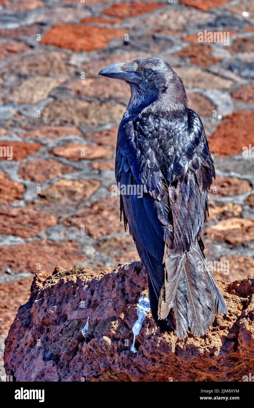 Raven At Caldera de Taburiente La Palma Spain Stock Photo