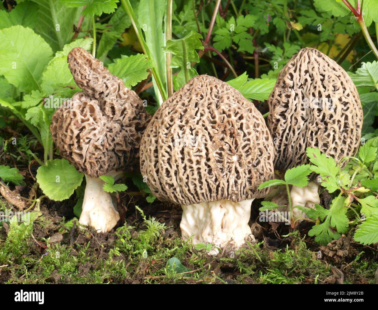 BlÃ¤ck morels, Morchella conica Stock Photo Alamy