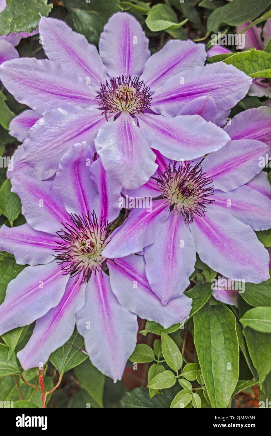 Clematis nelly moser (Ranunculaceae) Berkshire UK Stock Photo