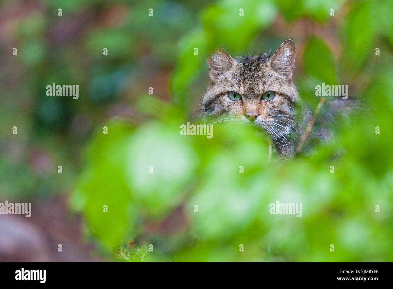 European wildcat [Felis silvestris silvestris] Stock Photo Alamy
