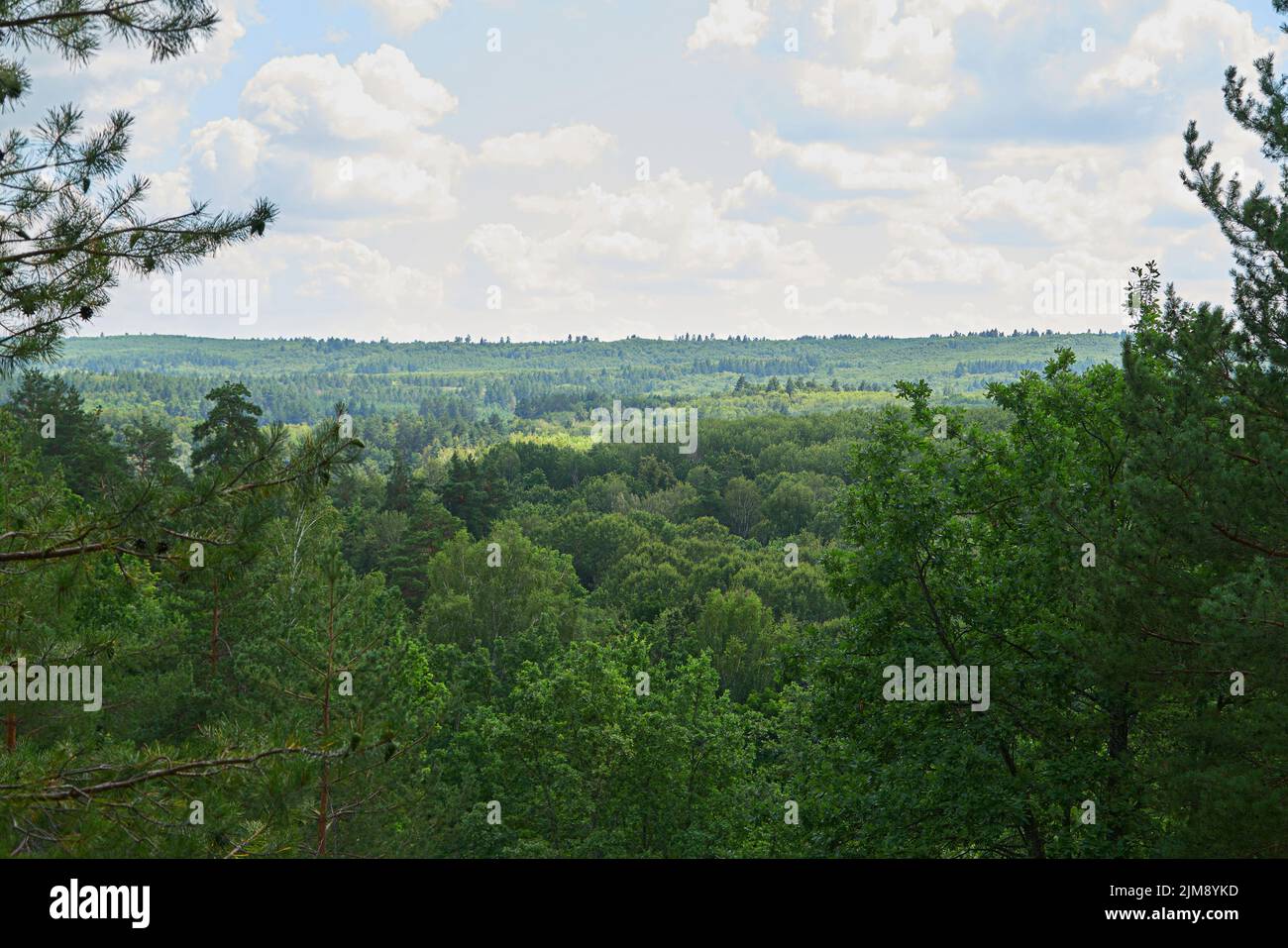 Mixed forest with dense deciduous undergrowth against the sky dried