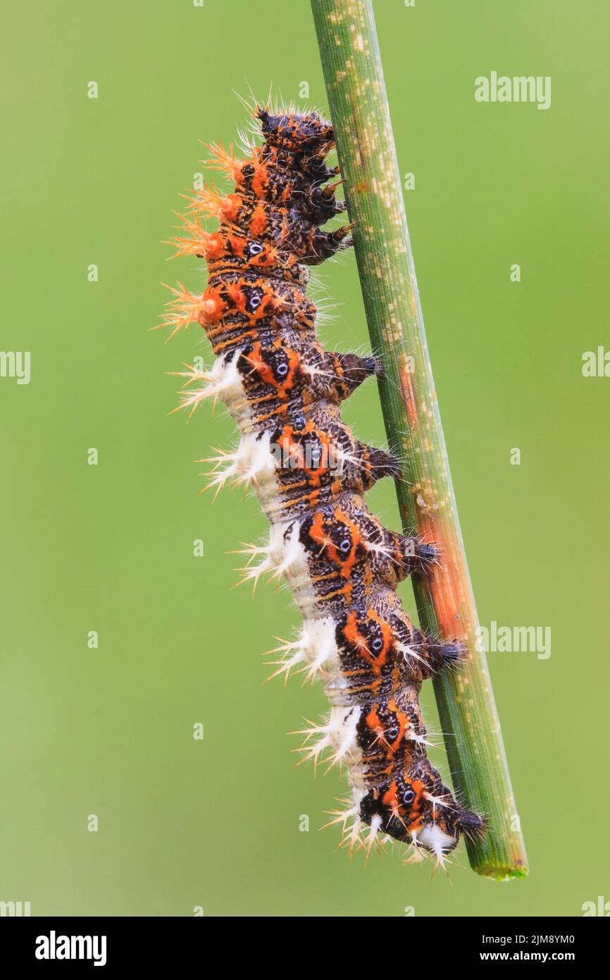 Comma butterfly caterpillar Stock Photo