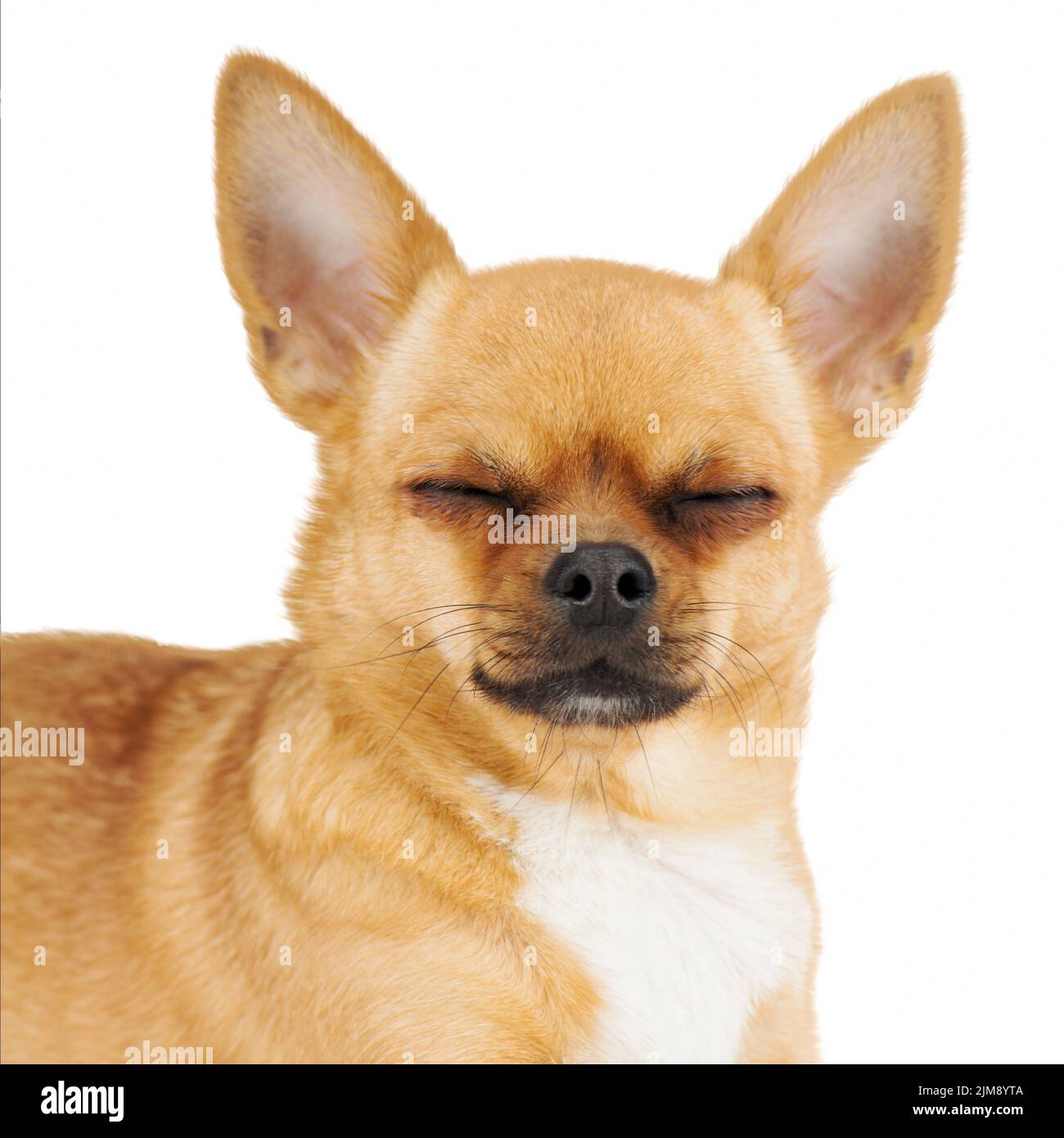 Dog with eyes closed hi res stock photography and images Alamy