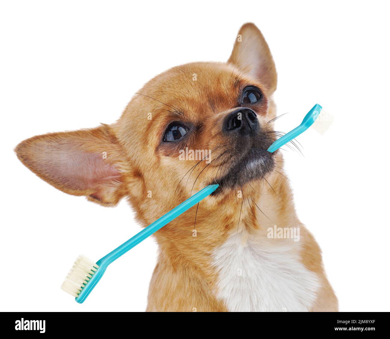 Red chihuahua dog with toothbrush isolated on whit Stock Photo Alamy