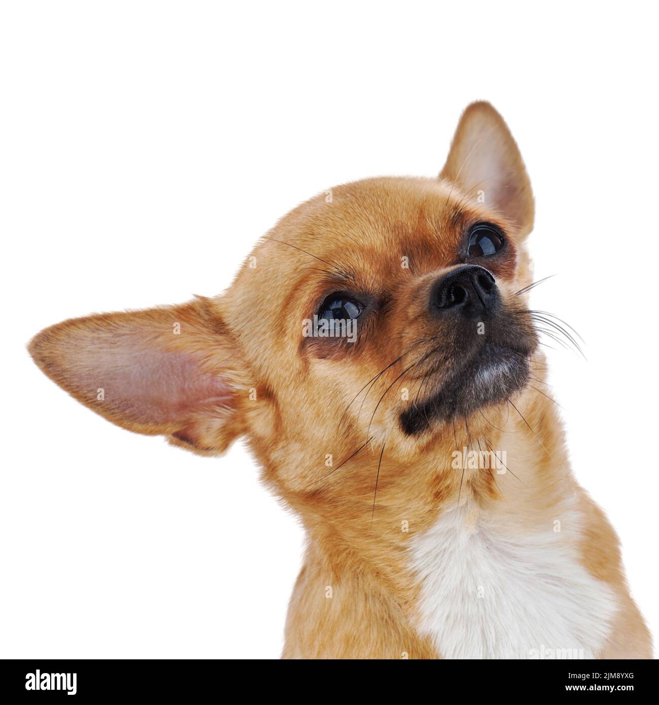 Red chihuahua dog isolated on white background. Cl Stock Photo - Alamy