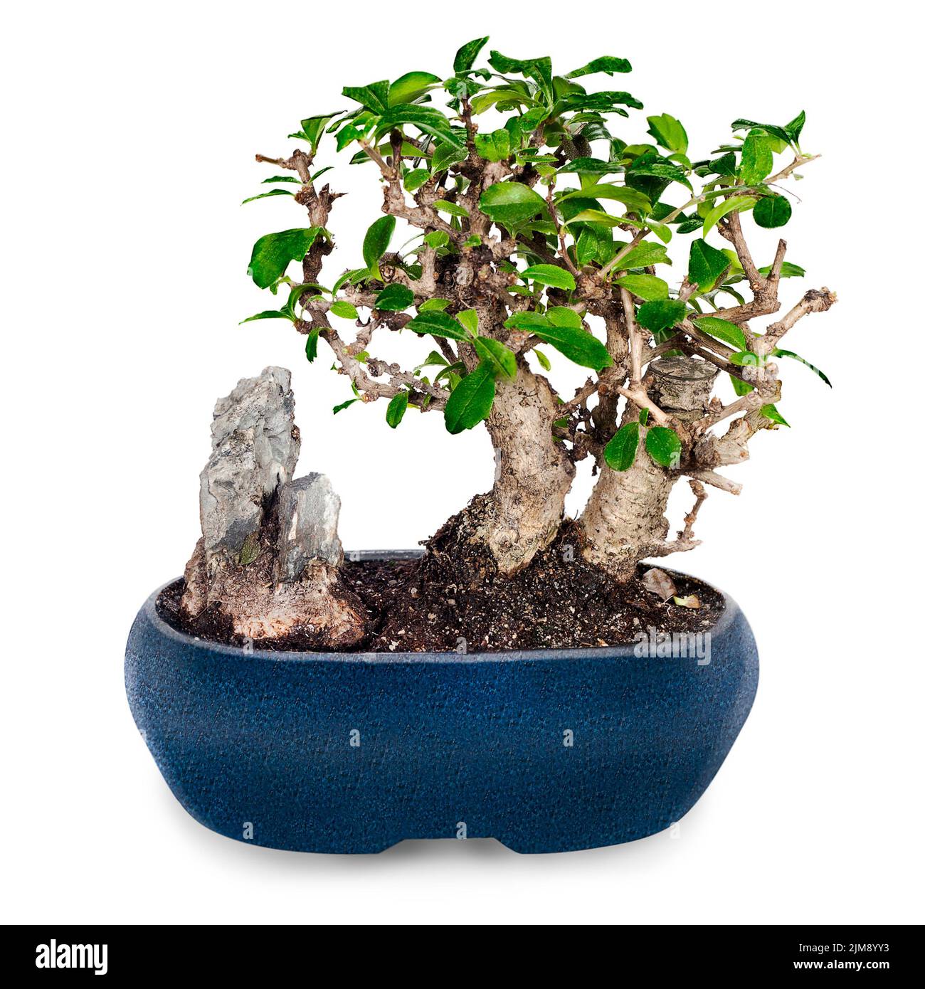 Miniature bonsai tree and stone in blue pot isolat Stock Photo