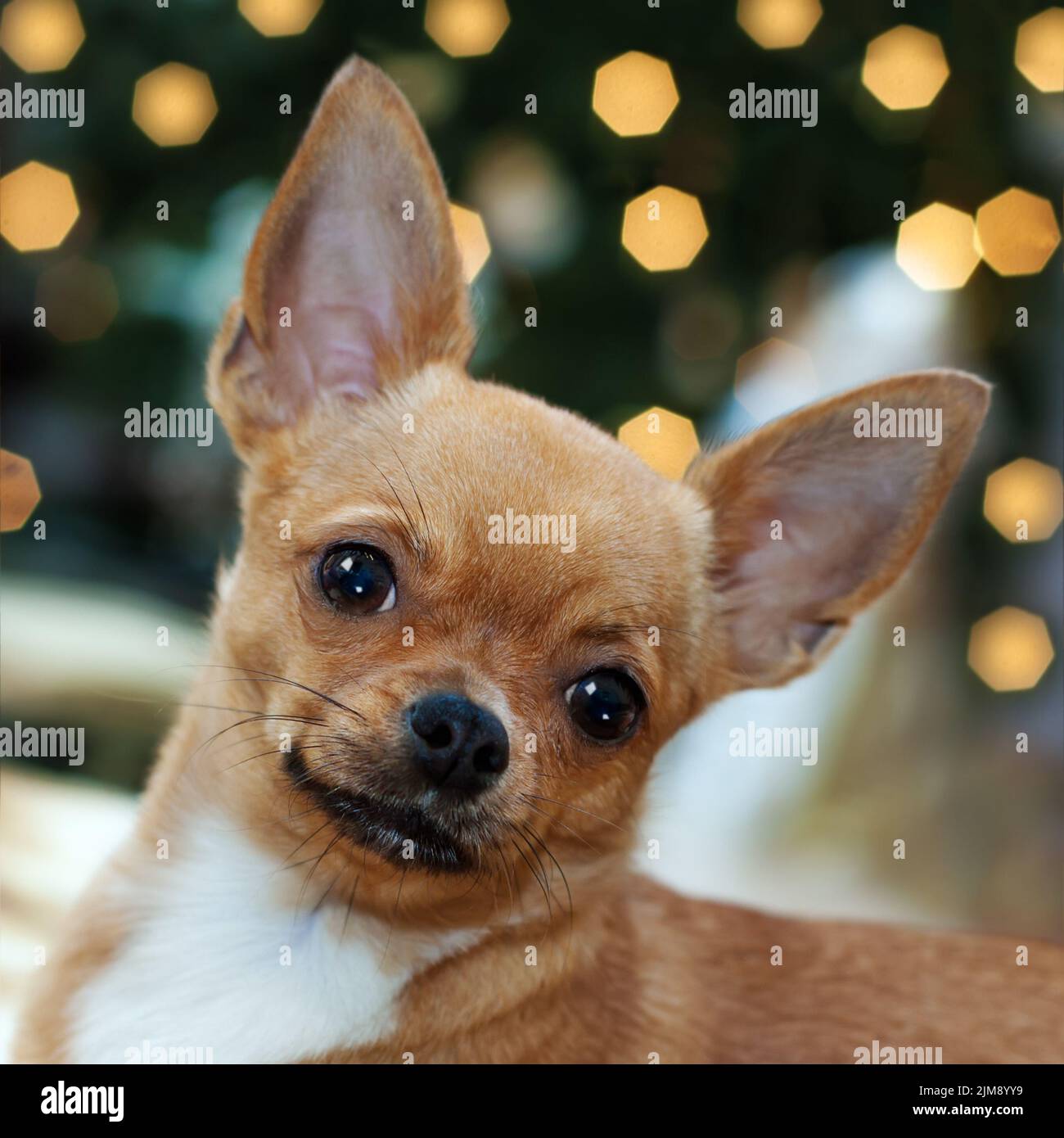 Chihuahua face hi-res stock photography and images - Alamy