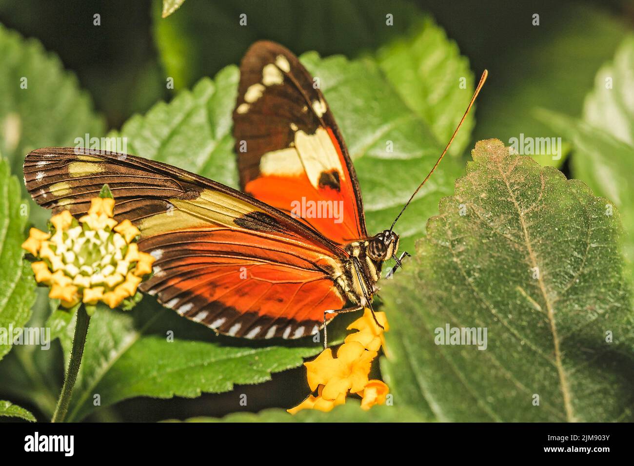 Hecales Longwing (Heliconius hecale) South America Stock Photo - Alamy