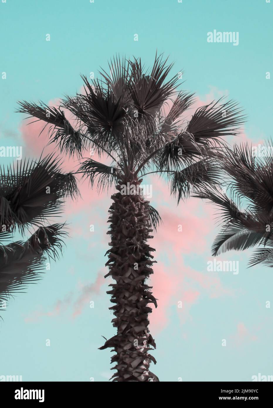 Palm tree on light blue sky with pink clouds, vintage effect concept ...