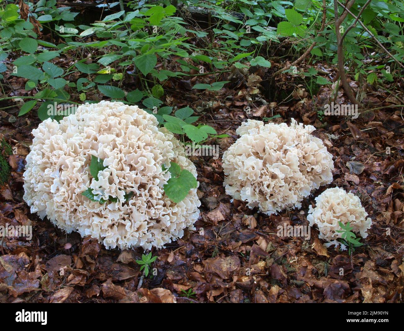 Cauliflower mushroom, sparassis brevipes Stock Photo - Alamy
